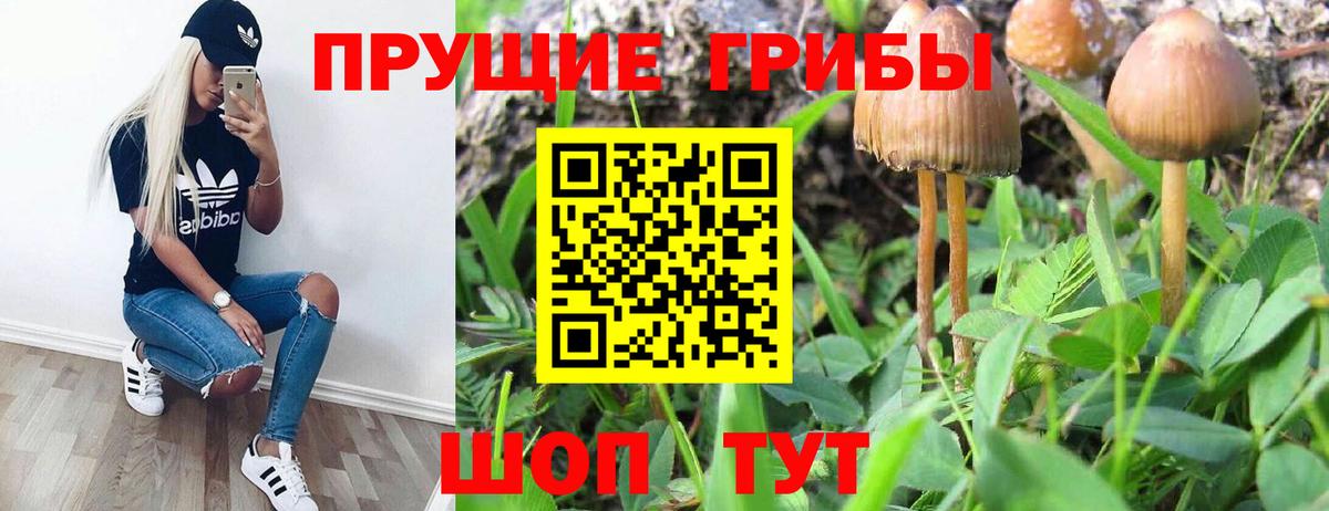 Галлюциногенные грибы Cubensis Кстово